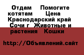 Отдам!!! Помогите котятам!!! › Цена ­ 0 - Краснодарский край, Сочи г. Животные и растения » Кошки   